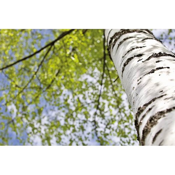 Obrázky: Zápisník A5 GROWBOOK™ so semenami brezy, prírodná, Obrázok 9